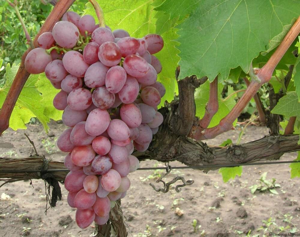 Стоит ли сажать поздние сорта винограда? | Лоза виноградная | Дзен