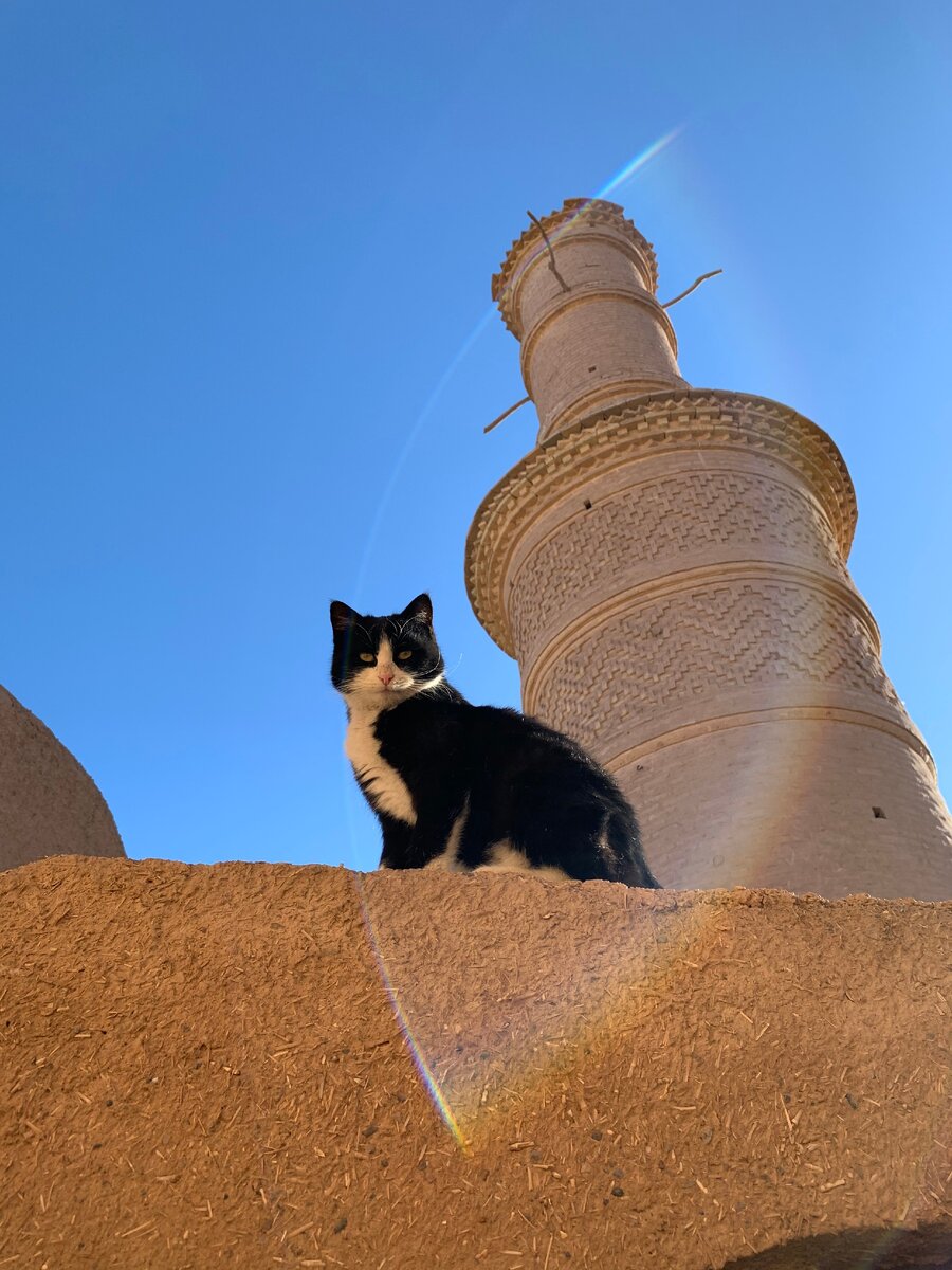 Единственный постоянный житель заброшенной деревни Херанек. Смотрит на нас немного свысока...может быть гордится своим славным персидским прошлым?