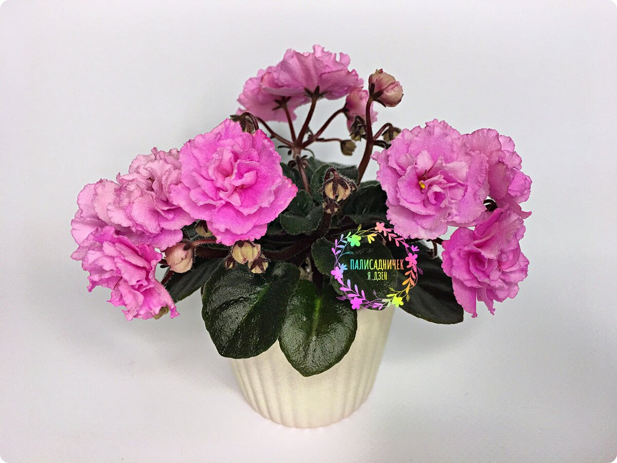 Это одна из тех фиалок, что на фото выше. Ей тяжёлую жизнь я уже упустила шанс устроить: и листья все при ней, и цветоносы :)) На следующем фото в галерее такая же счастливая её сестрица :))