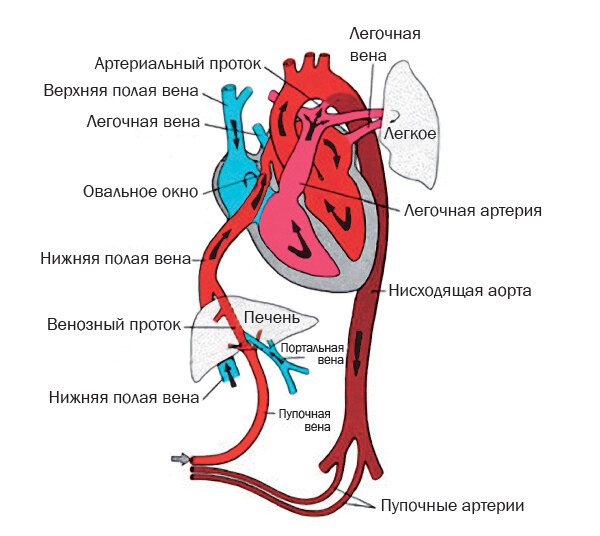 Кровообращение у плода схема