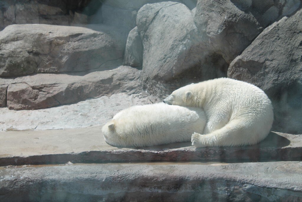 Очень мило. Фото моё из Московского зоопарка