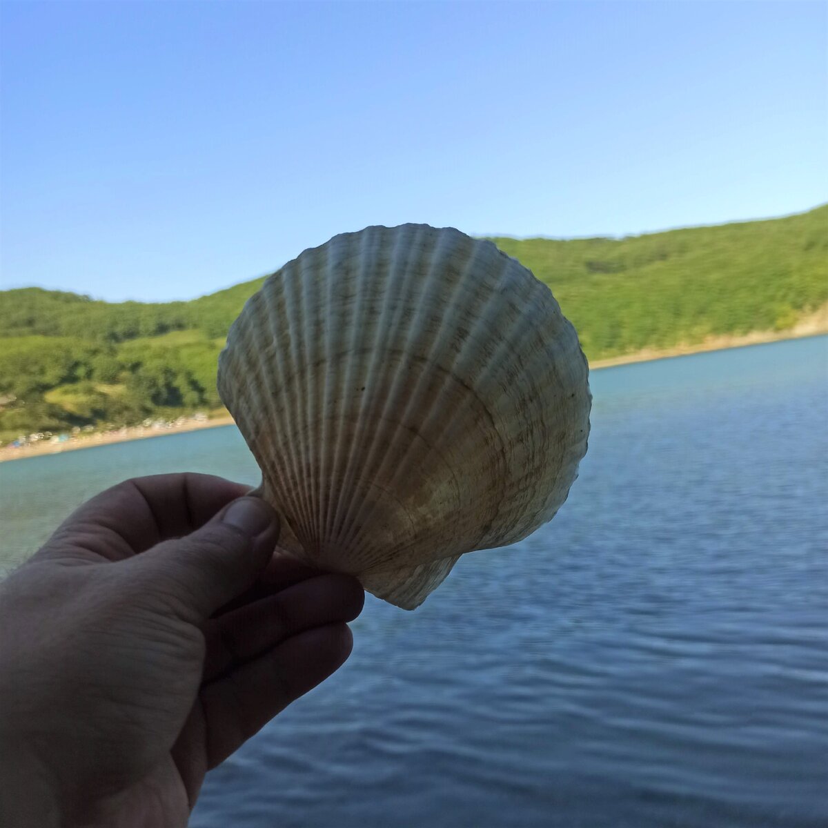 Сахалинский гребешок фото