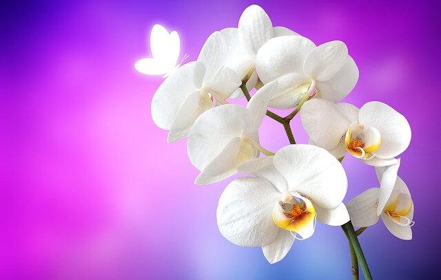 фотография с сайта pixabay.com
