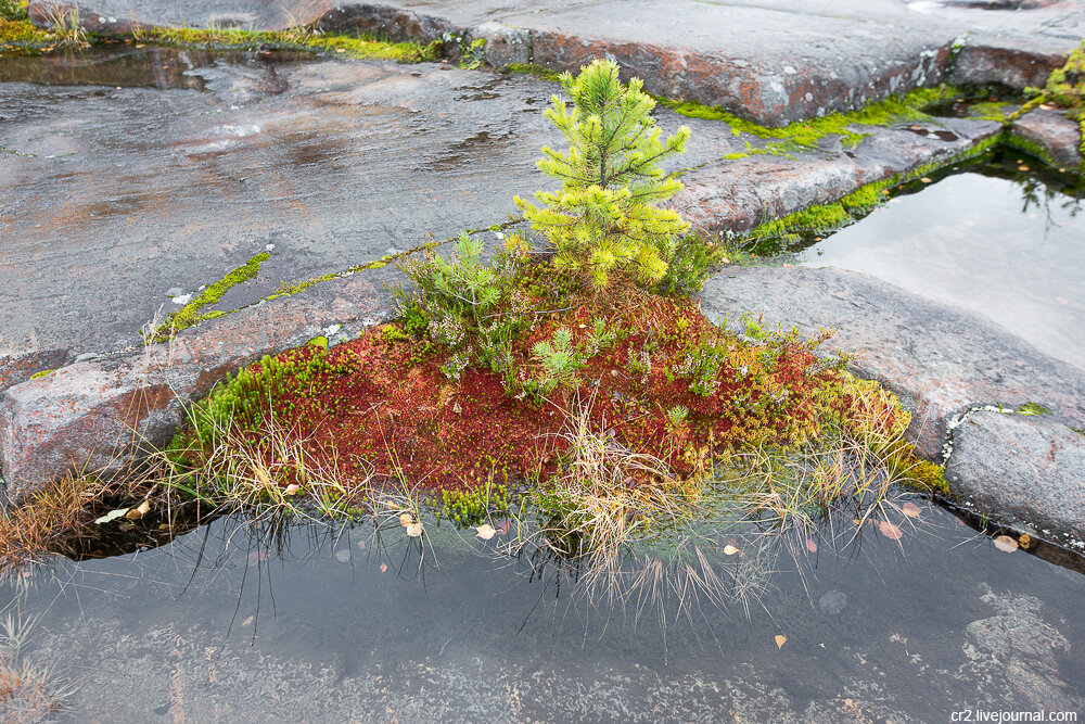 Болото и северная растительность. Карелия 