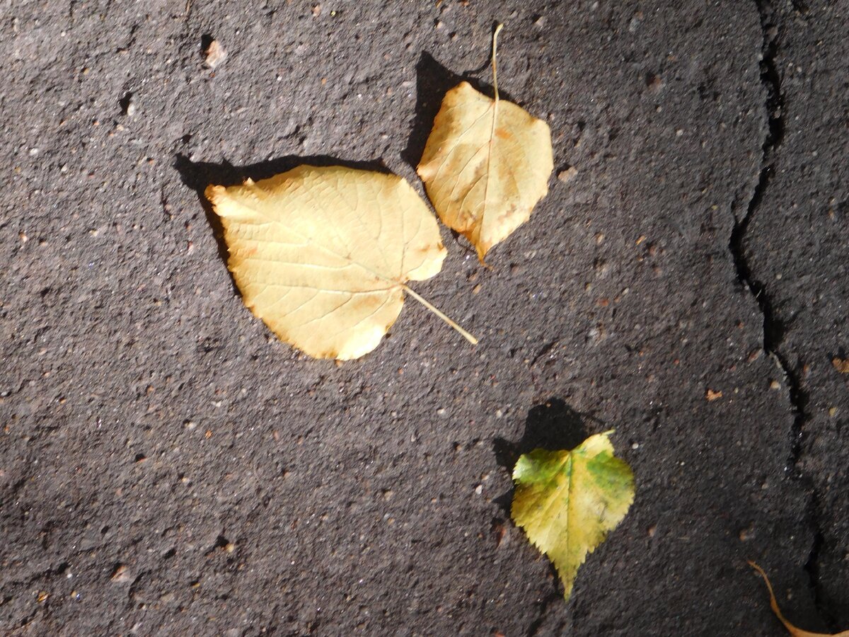 Революционные листики, которым дерево и его корни не нужны. 