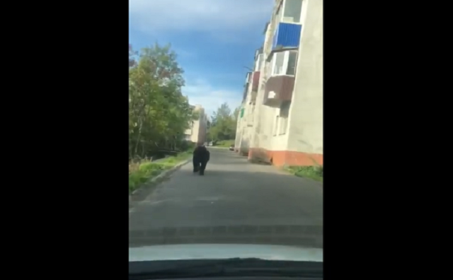 Под сигналы клаксонов мишка пробежал по улицам и скрылся