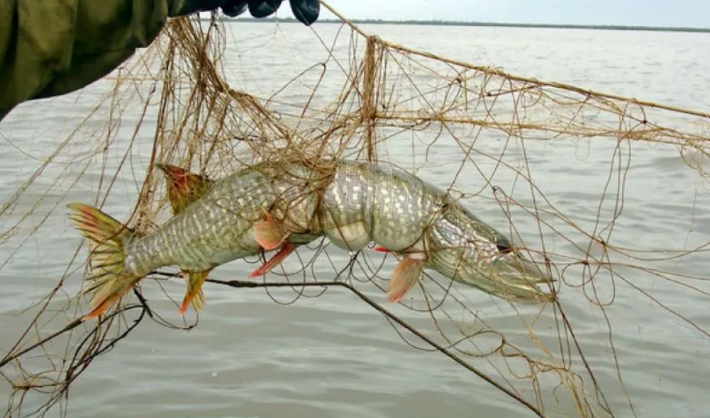 Фото с twitter.com/kprzn/status/1128173502908043265