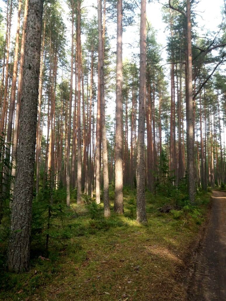 Лес у горы Валдай