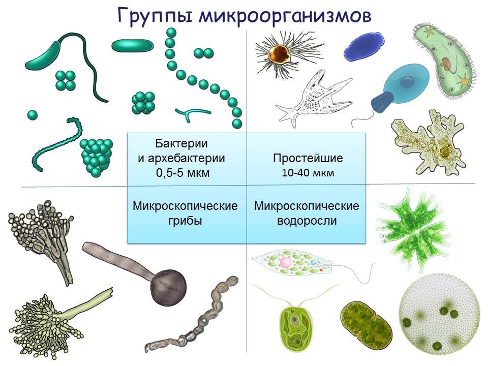 Бактерии отличаются от одноклеточных. Микроскопические водоросли.