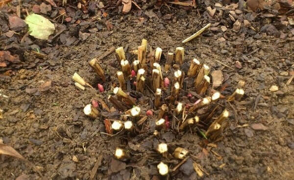 Обрезанные  пионы осенью. Фото из открытого источника Qlumba.com