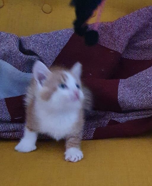 Кошачий мальчик Золотко (1,5 месяца), ищет дом