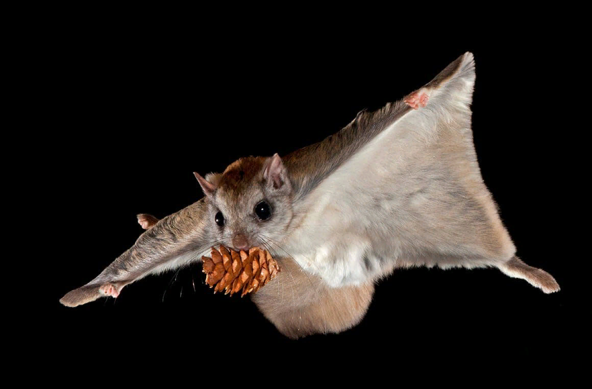Источник: https://hotgeo.ru/uploads/posts/2019-08/1566110173_flying_squirrel.jpg