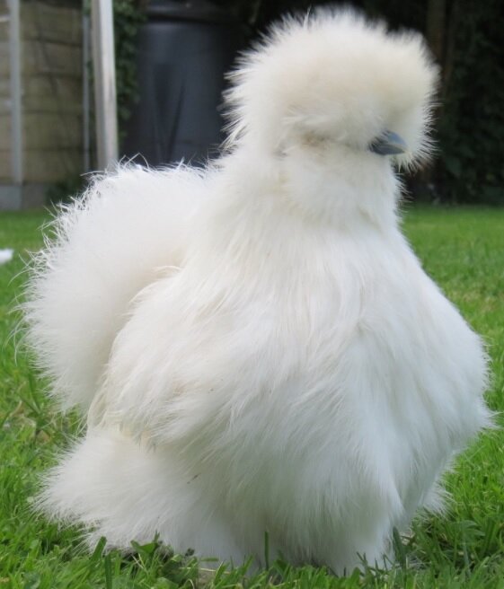 Глядя на птицу сложно понять, что это курочка