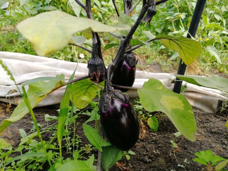 Куст баклажана Вера