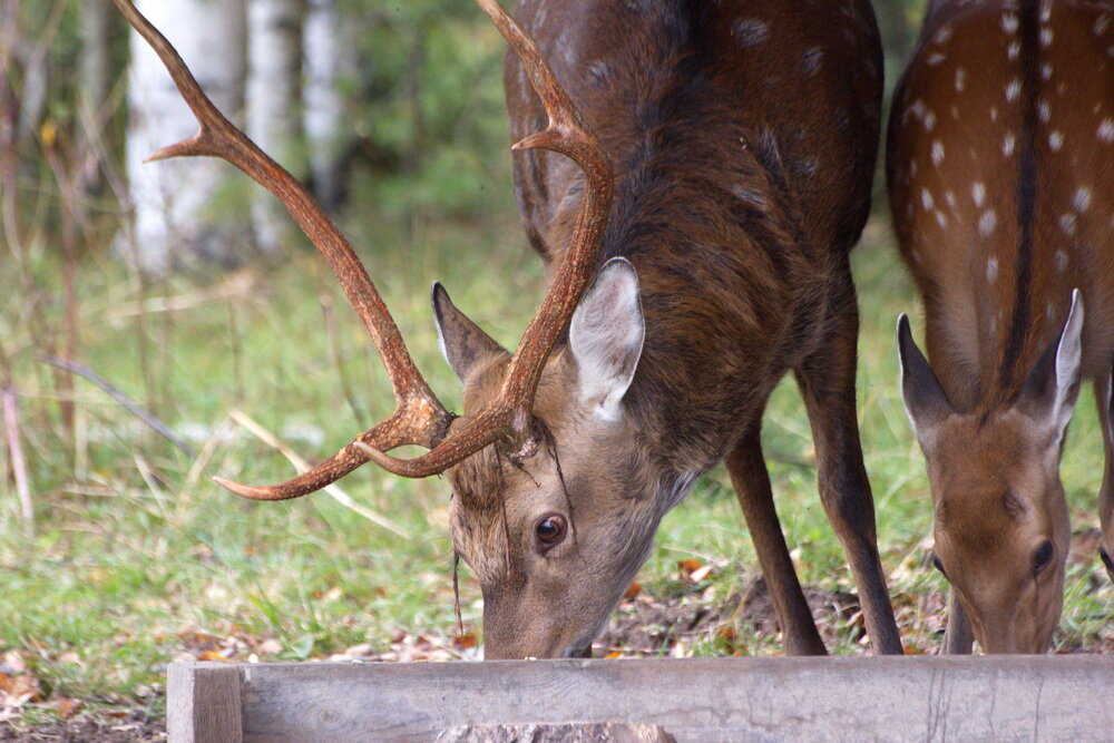 Они гуляют почти свободно. Ну, как почти? Они огорожены размерами вольера. Правда, довольно большого. Каждое утро их можно увидеть, потому что знакомый егерь приносит им еду. Это не большое стадо оленей, которое проживает в одном из охотничьих хозяйств. Когда поголовье вырастет на них можно будет охотиться за деньги. А пока это не произошло, давайте полюбуемся на них совершенно бесплатно. Без смс и регистрации. 