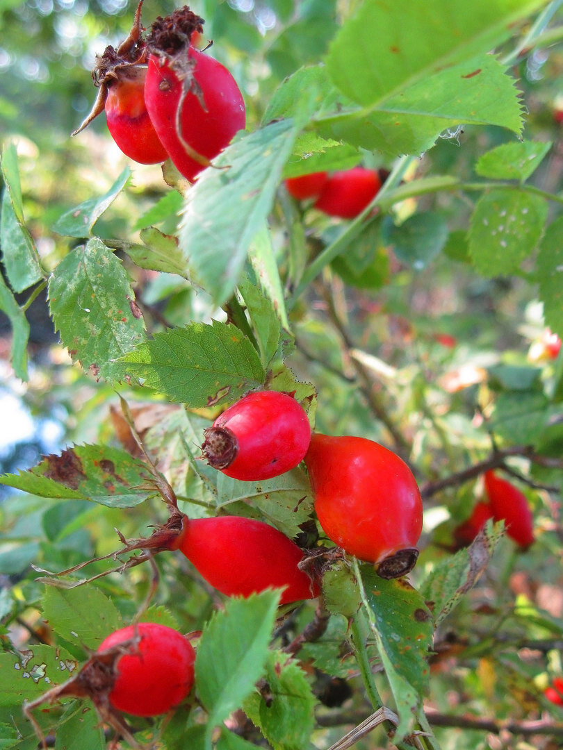 Шиповник в природе