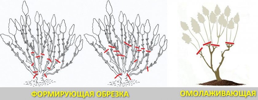 Обрезка гортензии весной для пышного цветения схема