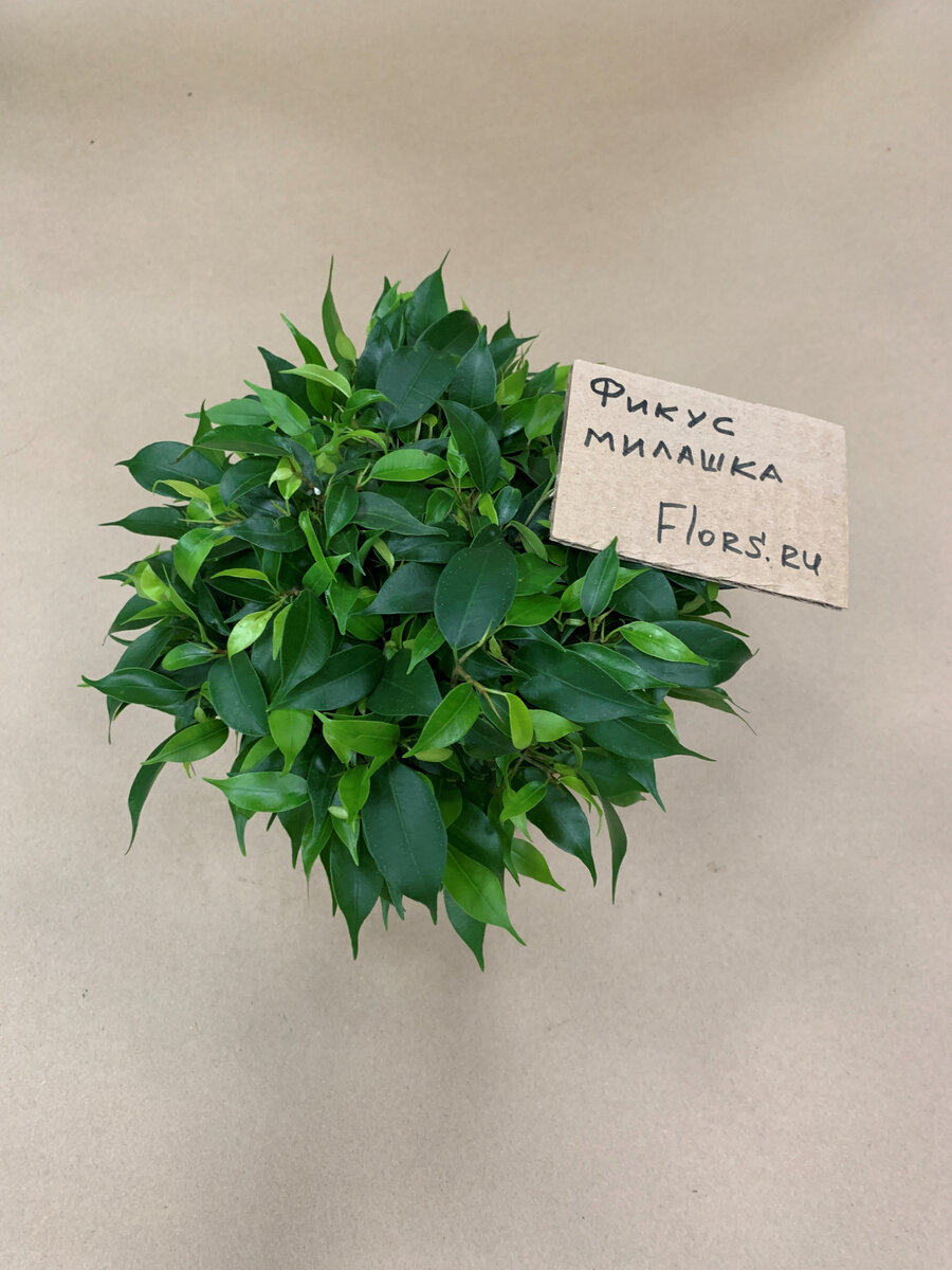 Фикус бенджамина