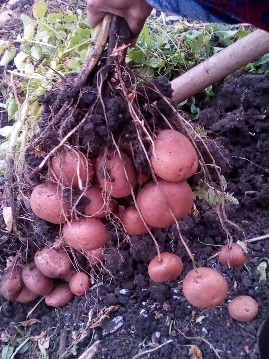 Накра, среднеспелый, рассыпчатый,  прекрасный вкус , не болезненный.Урожайный.