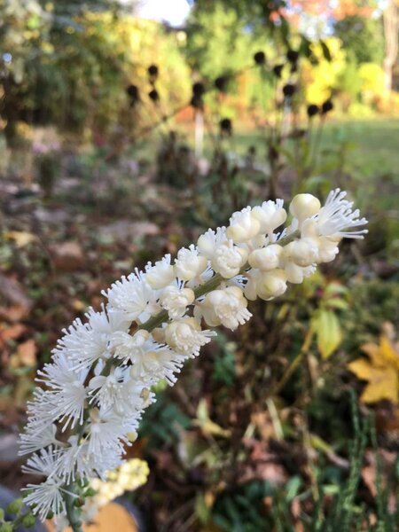 Клопогон простой (Cimicifuga simplex) White Pearl. Листайте галерею