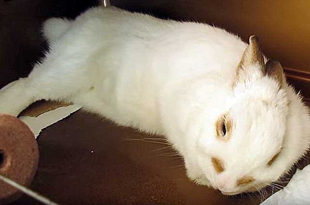 Почему кролики чихают: причины, симптомы, лечение и профилактика ринита у животных