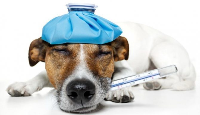 Правильно выращенная собака живет долго — это необходимо помнить.
Если вы заметили, что ваша собака себя плохо чувствует, ведет себя странно и стала выглядеть хуже, не занимайтесь самолечением, обратитесь сразу к ветеринару. Он анализирует состояние собаки, назначит правильное лечение, поставив диагноз. Если дотянуть, то вы можете нанести вред и своему здоровью, а у собаки может все кончиться летальным исходом.