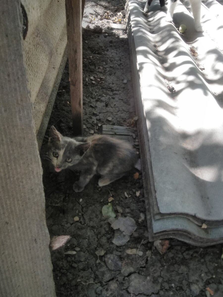 Самая первая фотография Пахлавы, сделанная в тот же ш день когда её к нам подкинули