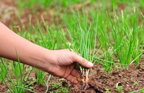 Прореживание