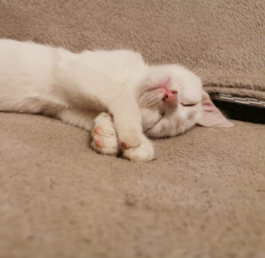 Котёнок по имени Крысь засыпает просто так. Сам :)