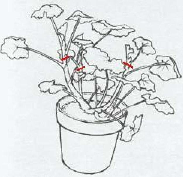 Как формировать пеларгонию. Прищипка черенков пеларгонии. Прищипка ампельной пеларгонии. Прищипывание бегонии. Пеларгония ампельная корневая.