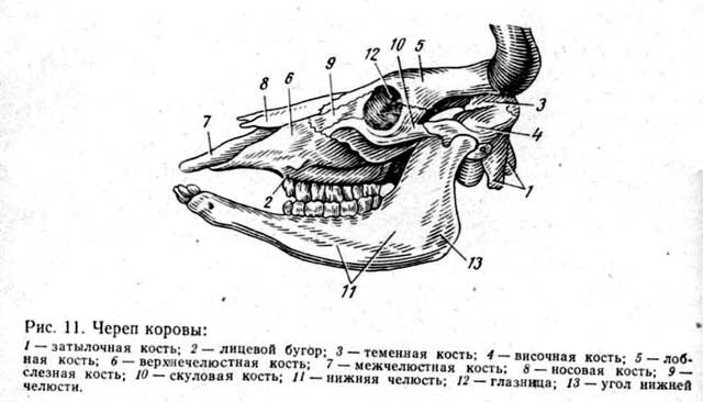 Анатомия крупного рогатого скота ‒ Иллюстрированный атлас