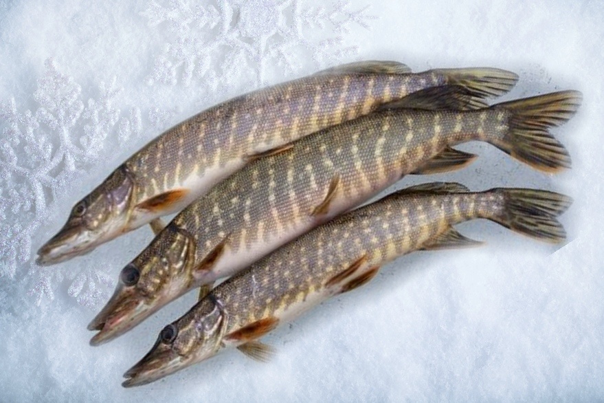 Щука первый лёд