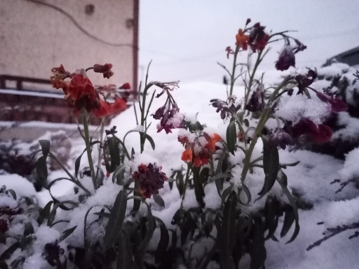 Лакфиоль в - 20