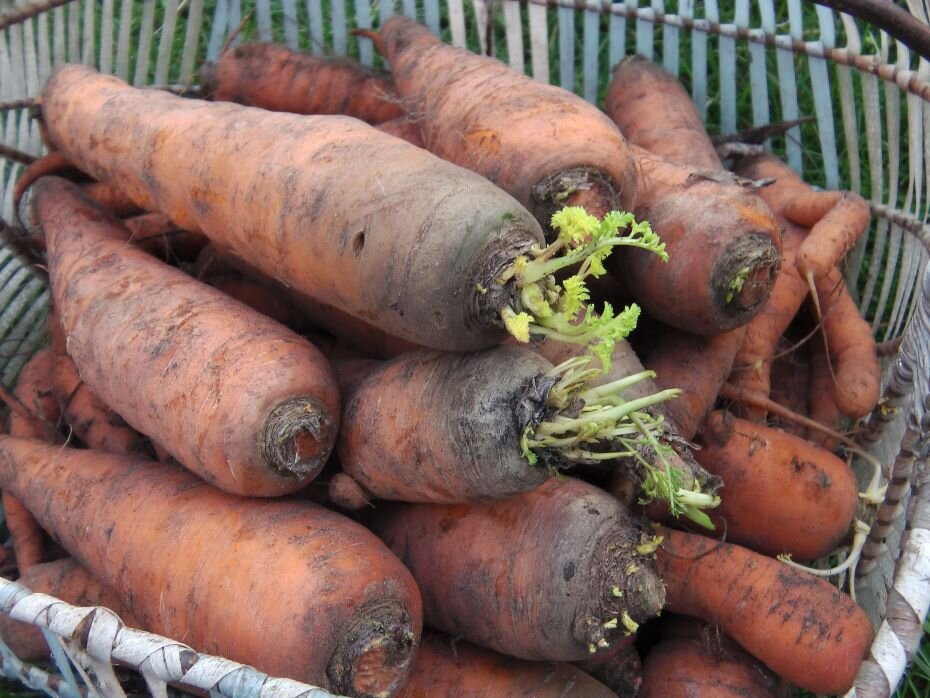 Морковка прорастает. Фото автора 