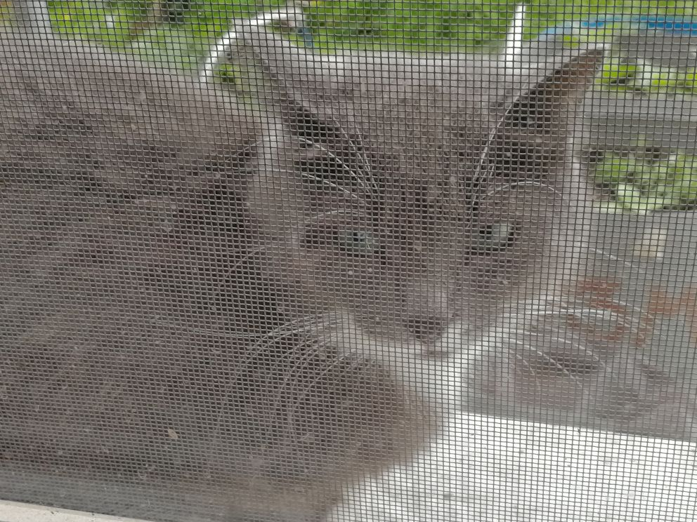 Коша за окном с москитной сеткой, домой хочет