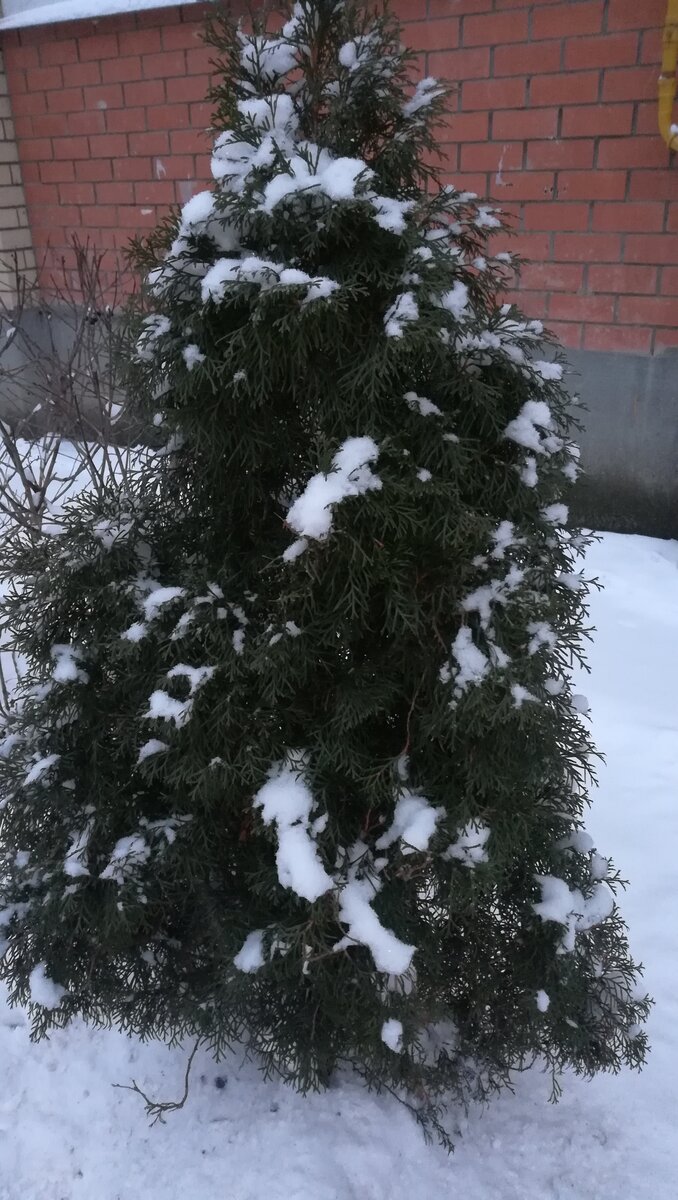 Моя красавица туя