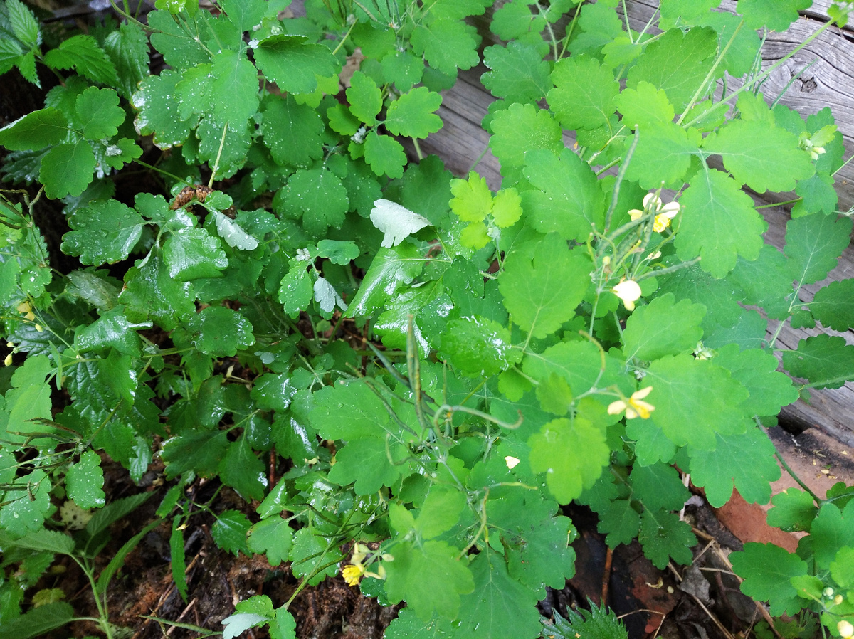 Так выглядит кустик чистотела