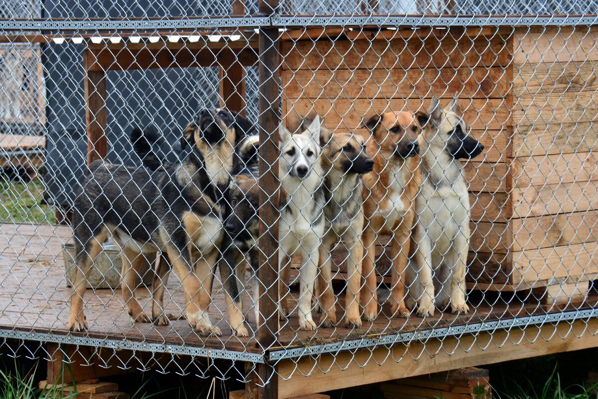 Собаки приюта "Лохматая душа". Фото из личного архива