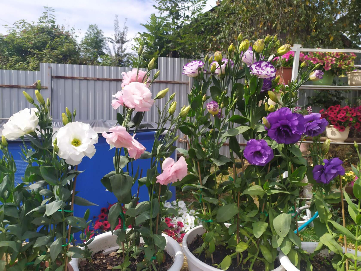 Моя любимая эустома