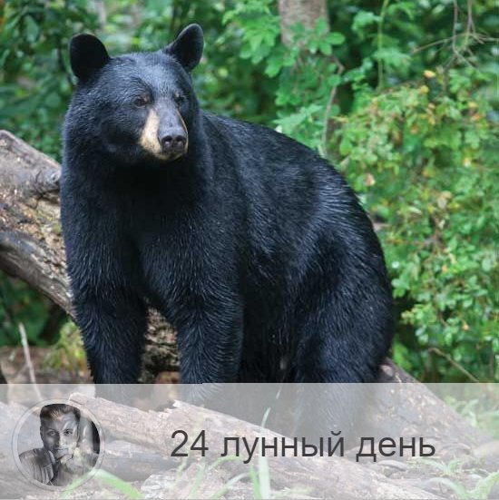 Подписывайтесь и ставьте 👍
24-ый лунный день с 00:50 9-ого по 02:18 10-ого.  🐻 Символ дня – медведь. 
🌞 День разрушения старого и созидания нового. Надо вспоминать свои корни – древних арийцев, почитать ведическую культуру, так как, согласно преданию, арии пришли на землю с созвездия Большой Медведицы. 
Хорошо закладывать фундамент дома и начинать строительство, заниматься лечением, готовить лекарства, заниматься спортом. Благоприятны супружеские отношения. Полезно выехать на природу, погулять в лесу. 
🎂 Люди, рождённые в этот день, либо энергичные творческие личности, либо не от мира сего – практически святые. 
💊 Нельзя много пить и голодать. Надо заниматься укрепления физического и духовного здоровья. 
💍 Камни – яшма, нефрит. 
📿 Практика дня: прогулка. 
💤 Сны сегодняшних лунных суток показывают, насколько гармонична ваша сексуальная жизнь, обратите внимание на ощущения от снов. 

————— 

Чтобы быть в курсе интересных событий, подписывайся на мой блог и нажимай «Уведомлять о новых записях» ⤴ в меню «•••» сверху справа👌