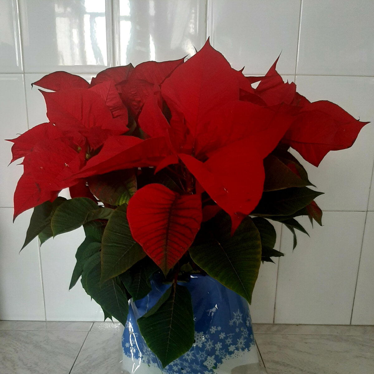 Рождественский цветок Пуансеттия - Flor de Navidad или Flor de Pascua цветет только зимой (с декабря по февраль) и считается в Испании символом Рождества и Нового года.