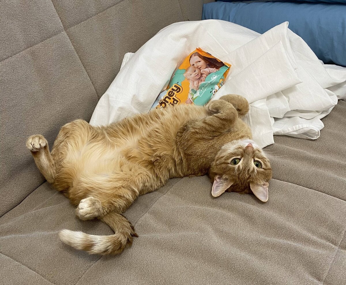 Кошка научилась. Как научить кошку команде сидеть. Кошка научилась. Кошка научилась. Тревожный кот рельз.