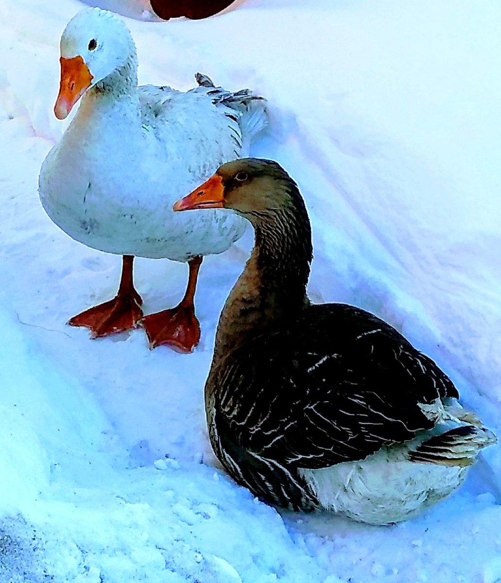 (Фото автора).