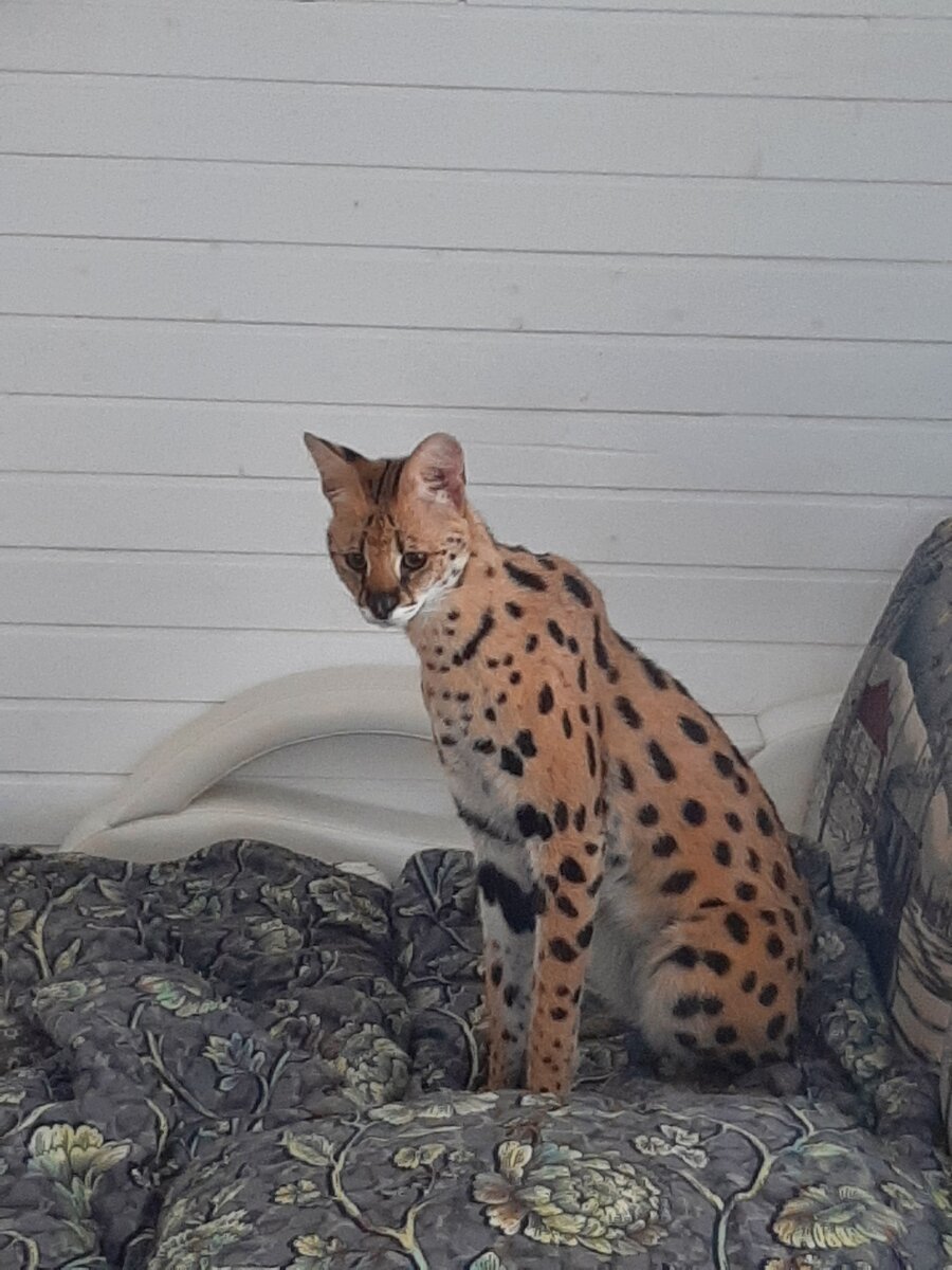 Тот же Фунтик (фото автора)