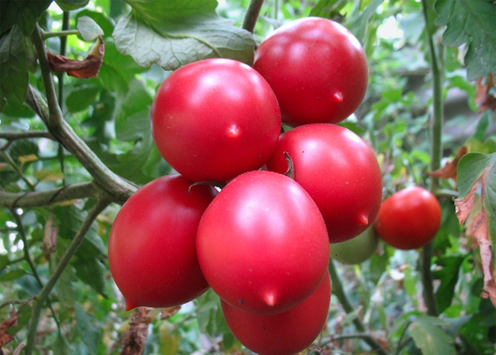 Де Барао розовый