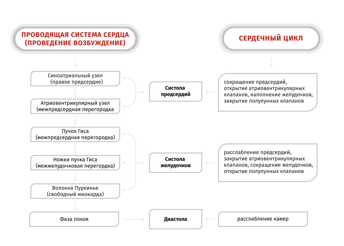 Кровеносная система собаки 🐶🐩