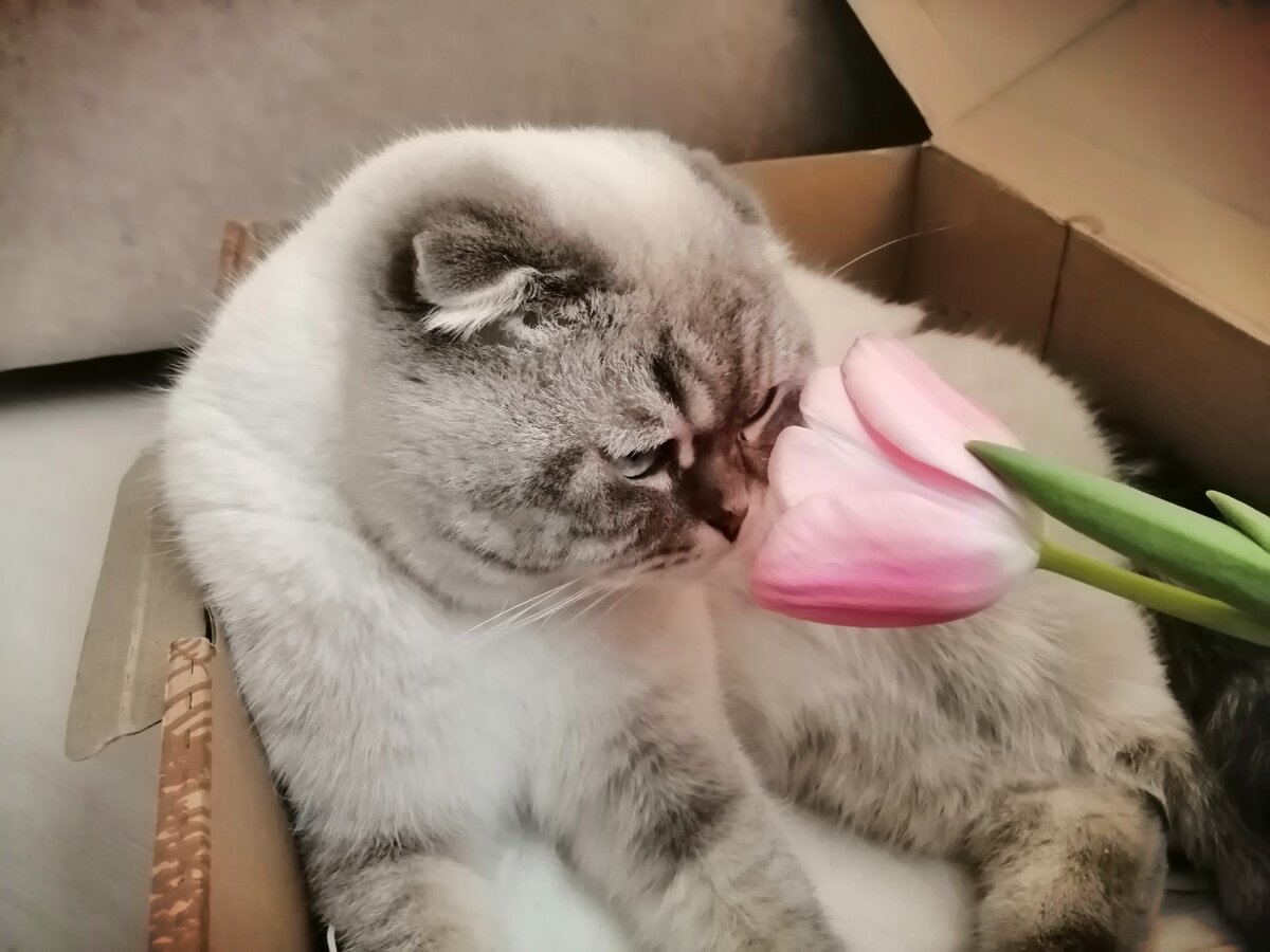 Кевин остался дома, но просил передать цветочек