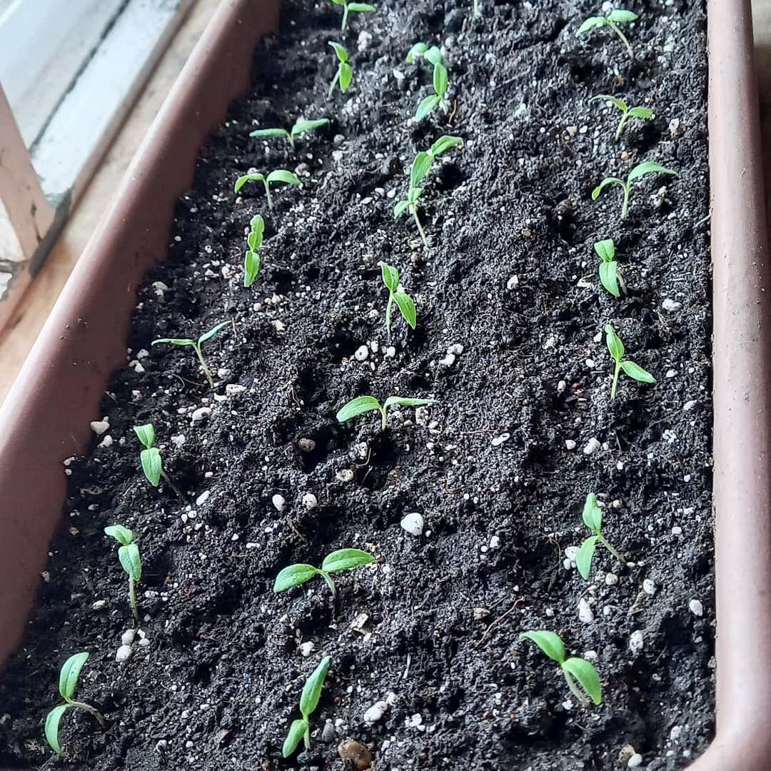 Томаты моей подруги после пикировки (фото автора)