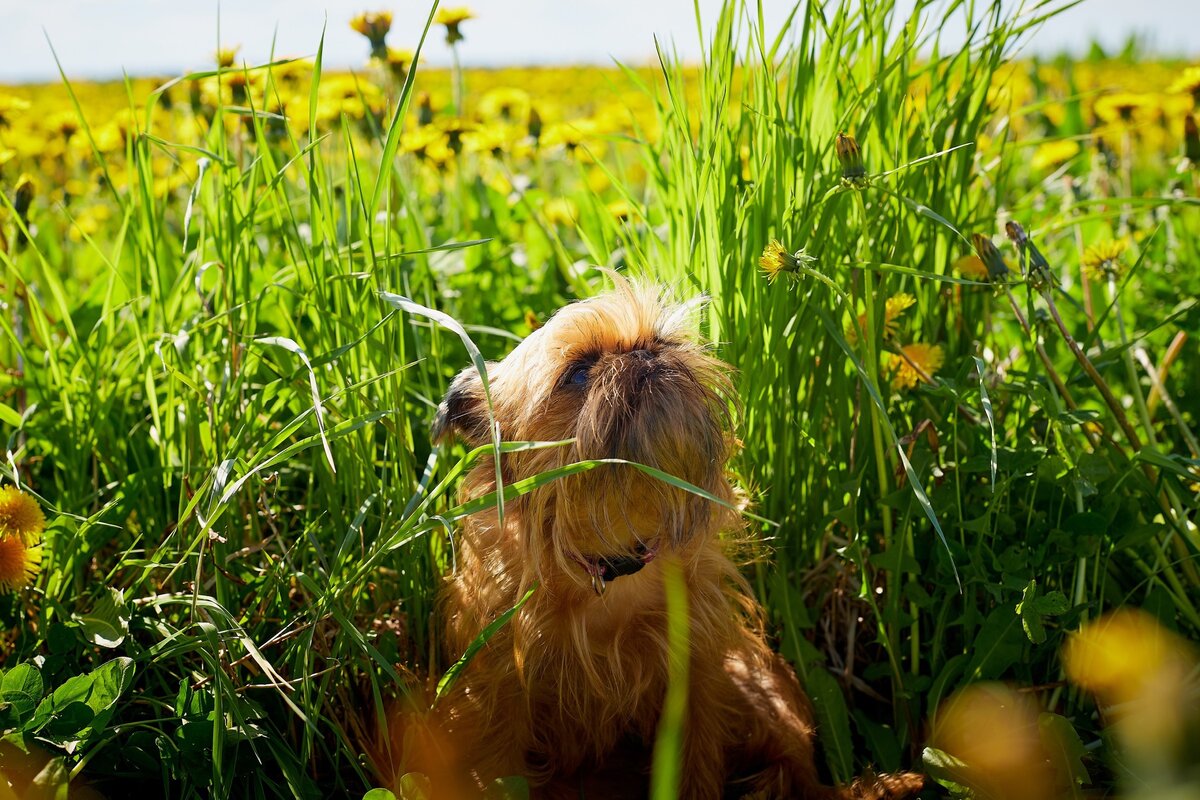 Собака - путешественница 