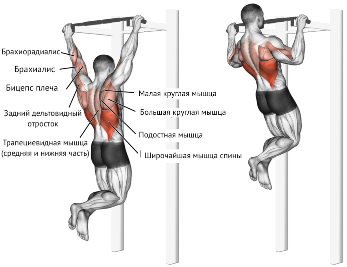 Упражнения на спину: как накачать мышцы спины в домашних условиях и в тренажерном зале